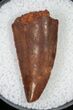 Large Raptor Tooth From Morocco - #12421-1